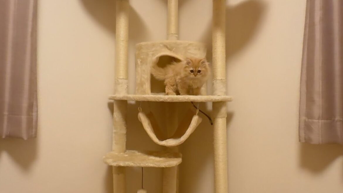 （ネコリノベ）理想の猫専用部屋を作り始めました。子猫ちゃん達に超特大プレゼントしてみた！！猫ちゃん達の反応はいかに！