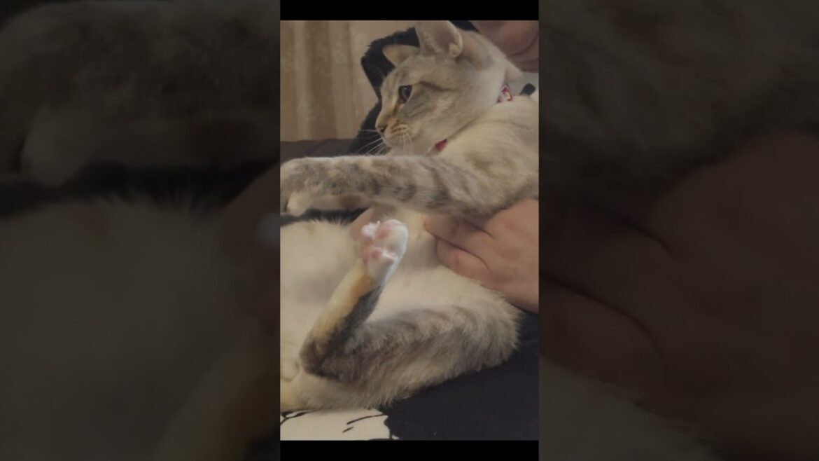 ツメを切る猫　#ツメを切る猫 #保護猫 #シャムミックス #cat #ねこ #shorts