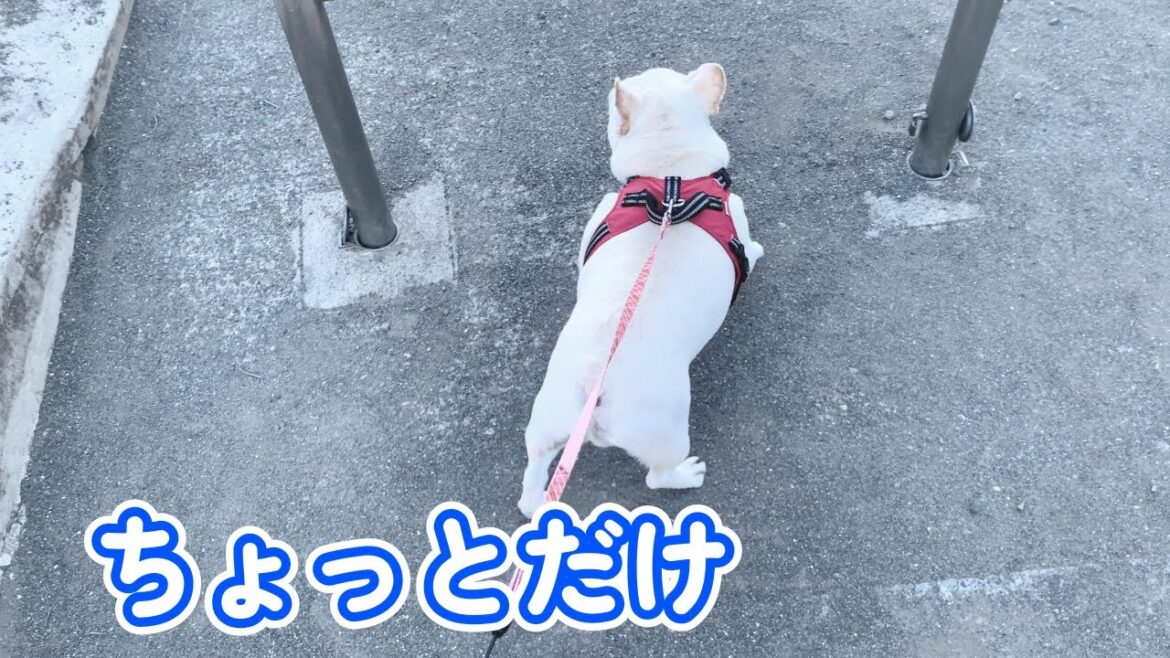 公園に吸い込まれるぽーちゃんw【フレンチブルドッグ frenchbulldog】 公園に吸い込まれるぽーちゃんw【フレンチブルドッグ frenchbulldog】