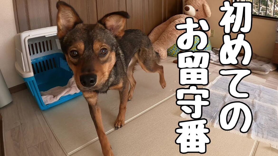 人馴れゼロの保護犬のお留守番をモニタリングしたらルンルンで遊んでた…