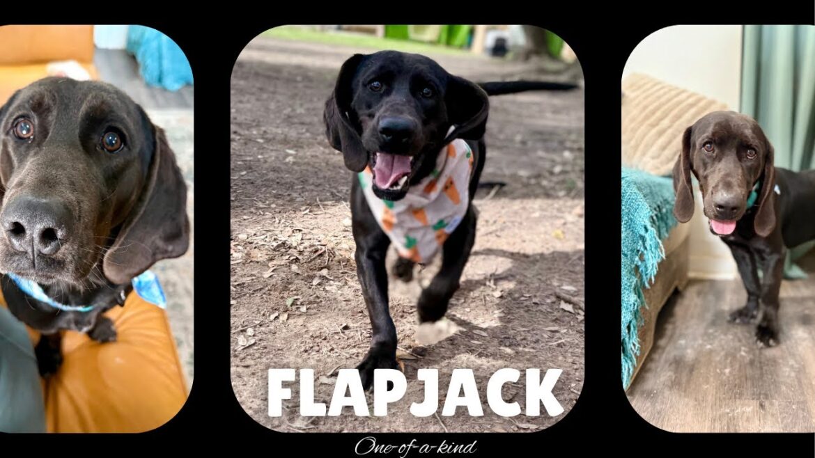 Short-stack Flapjack is one-of-a-kind perfection!