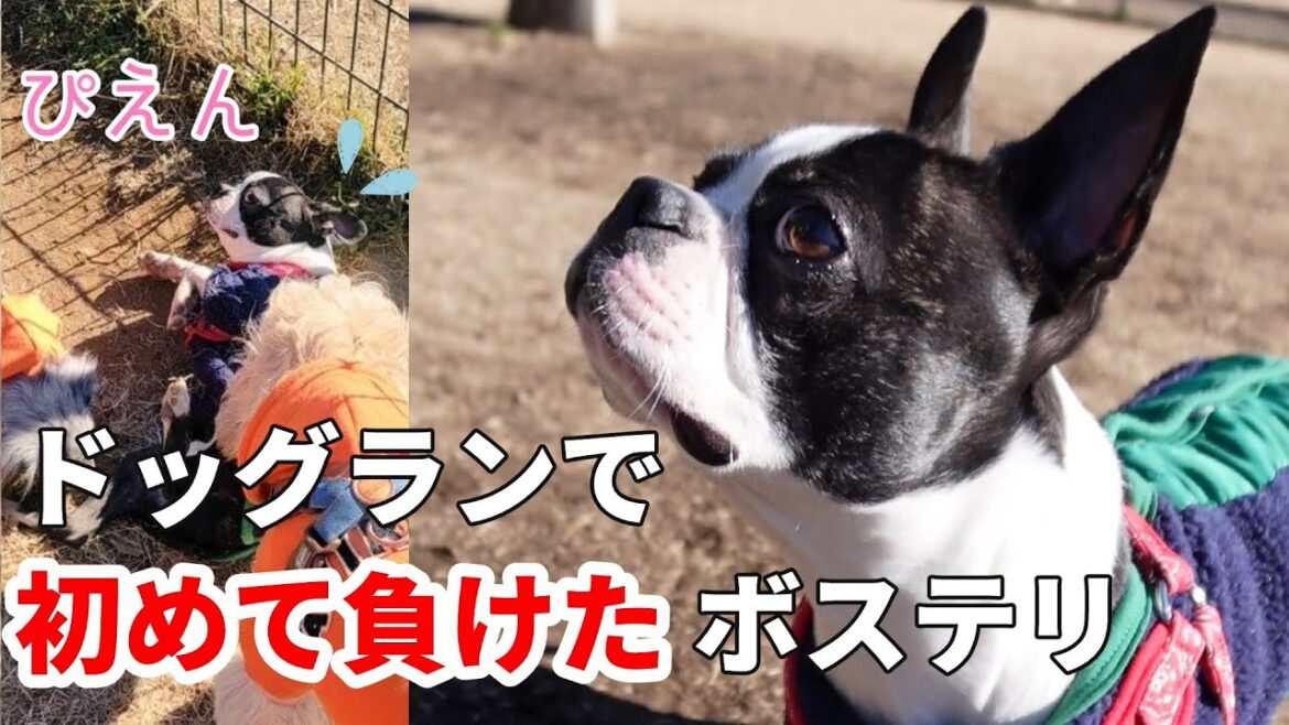 ドッグランで初めて負けたボステリの反応#bostonterrier #puppy #ボストンテリア #犬のいる生活 #ドッグラン