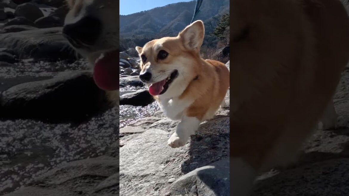 とにかく速く歩くコーギー / A Corgi that walks really fast #corgi #コーギー #サクラ