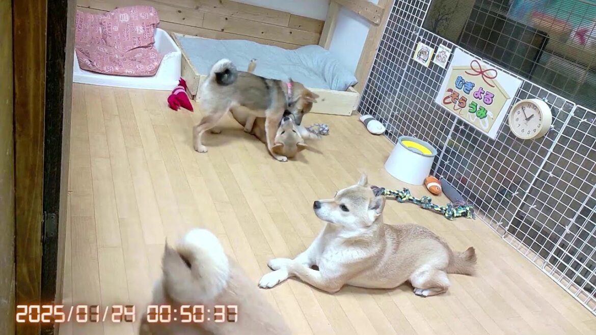柴犬なつ！子育て生配信【生後136日】人間大好き甘えん坊な子犬たち！