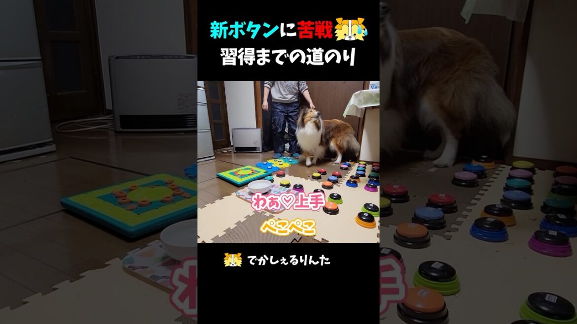 新ボタンに苦戦するシェルティ 習得までの道のり【会話ボタンでしゃべる犬】 #shorts #dog