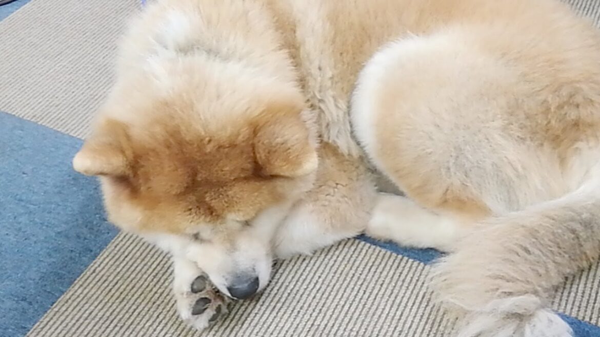 秋田犬会館配信！