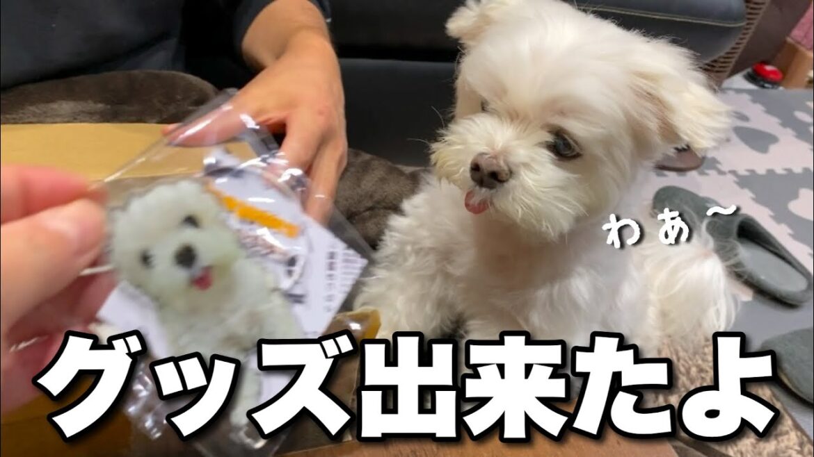 【期間限定販売】愛犬の可愛いグッズがついに完成しました!! 【期間限定販売】愛犬の可愛いグッズがついに完成しました!!