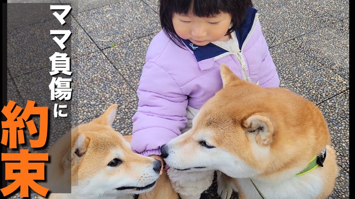 怪我をしたママの治療の為、パパと１歳児の１つの約束＆支える柴犬