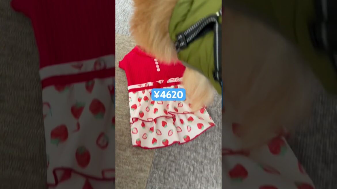 ペットパラダイス福袋2025年 #犬 #ポメラニアン #福袋　#shorts #short #dogshorts #ペット動画 #犬服 #2025shorts #お得