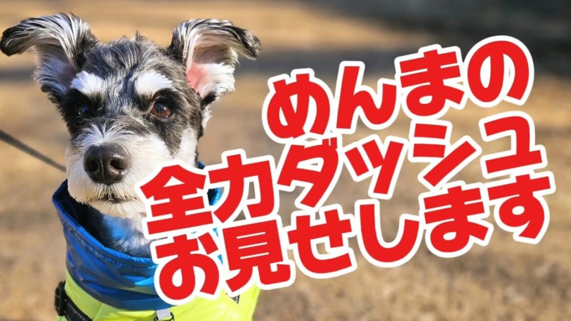 めんまの全力ダッシュお見せします　#しゃべる犬#シュナウザー#公園