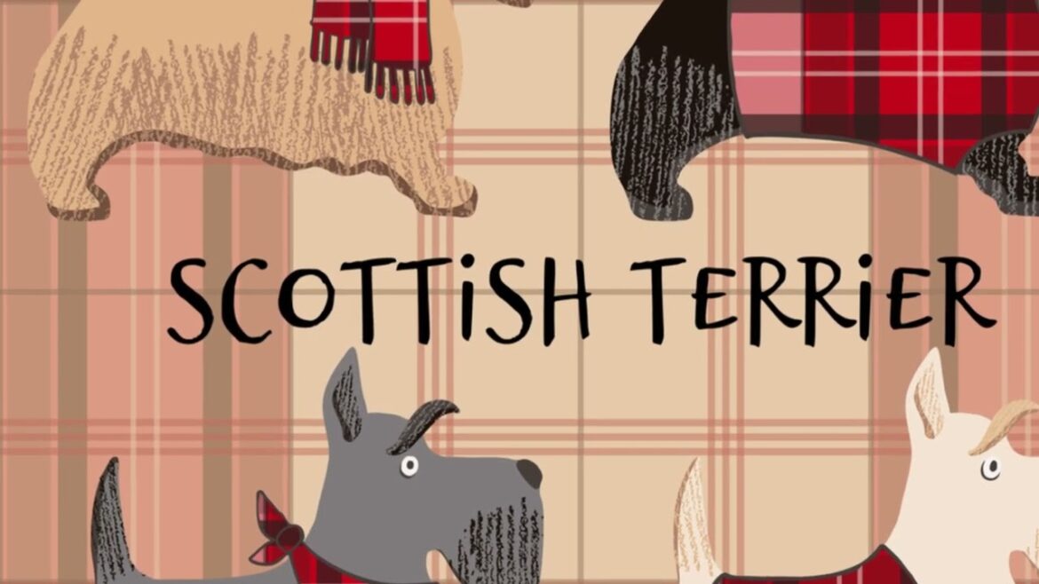 Scottish Terrier: The Most Interesting Dog! Scottish Terrier: The Most Interesting Dog!