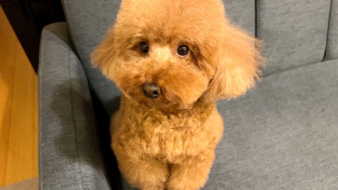 おもちゃ壊しても相変わらず反省の色が見えないうちの犬。【トイプードル】