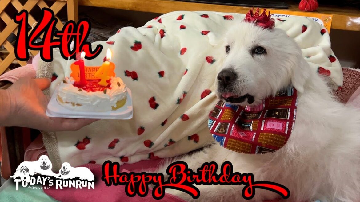 ペロリとケーキをたいらげて14歳になったルンルンです　Great Pyrenees　グレートピレニーズ