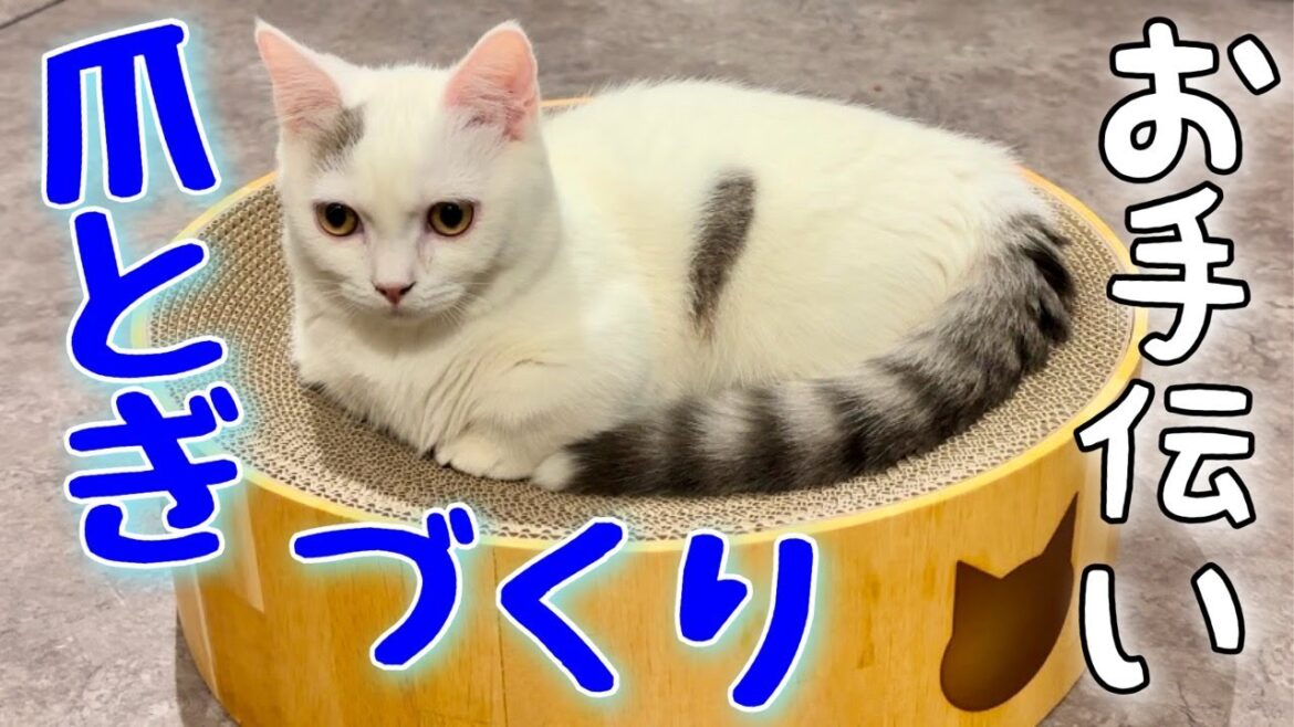 マンチカン |飼い主と一緒にDIYする猫[Munchkin]