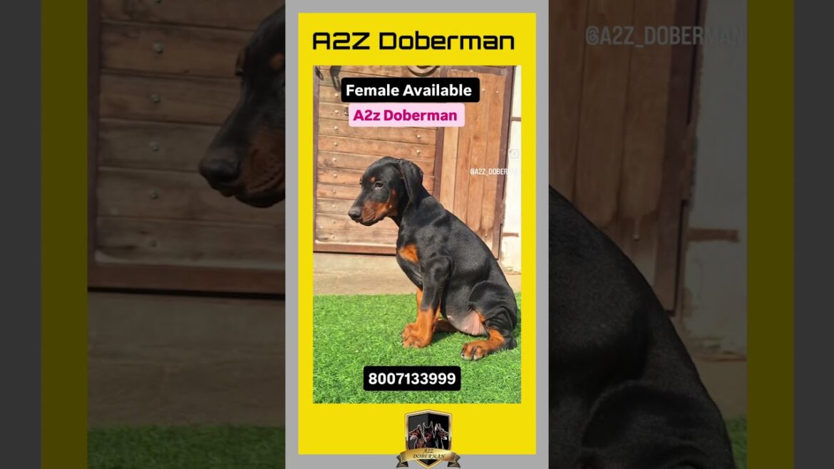 Doberman female puppy available | A2z doberman