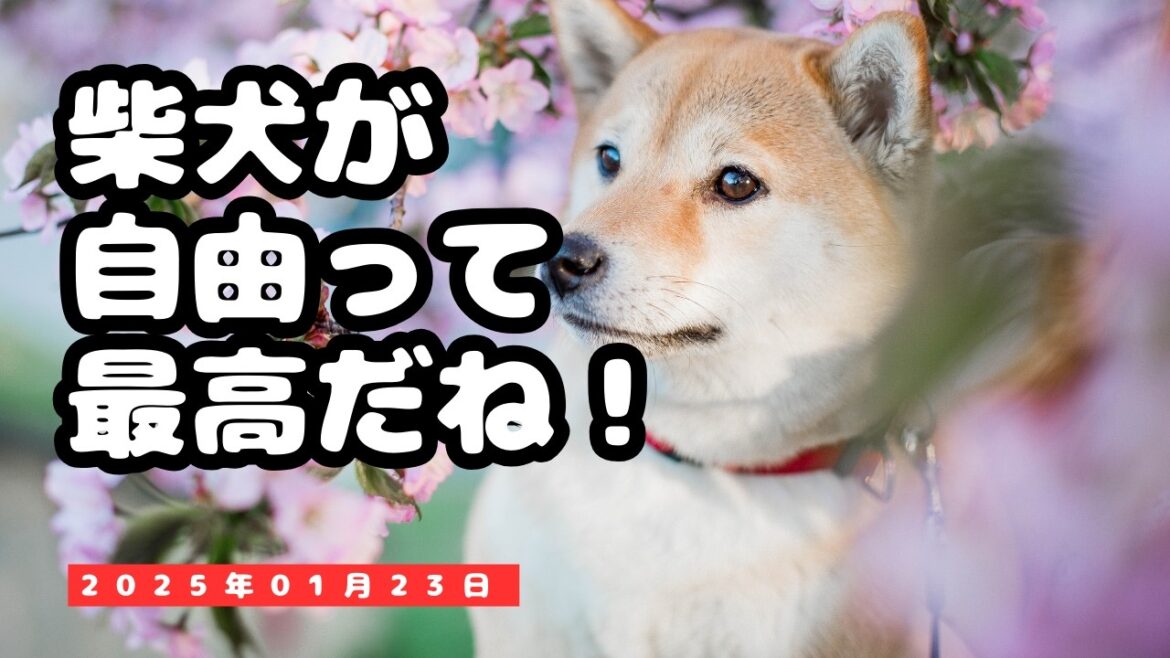 5年ぶりの自由！リードから解放された元保護犬の喜びが爆発！