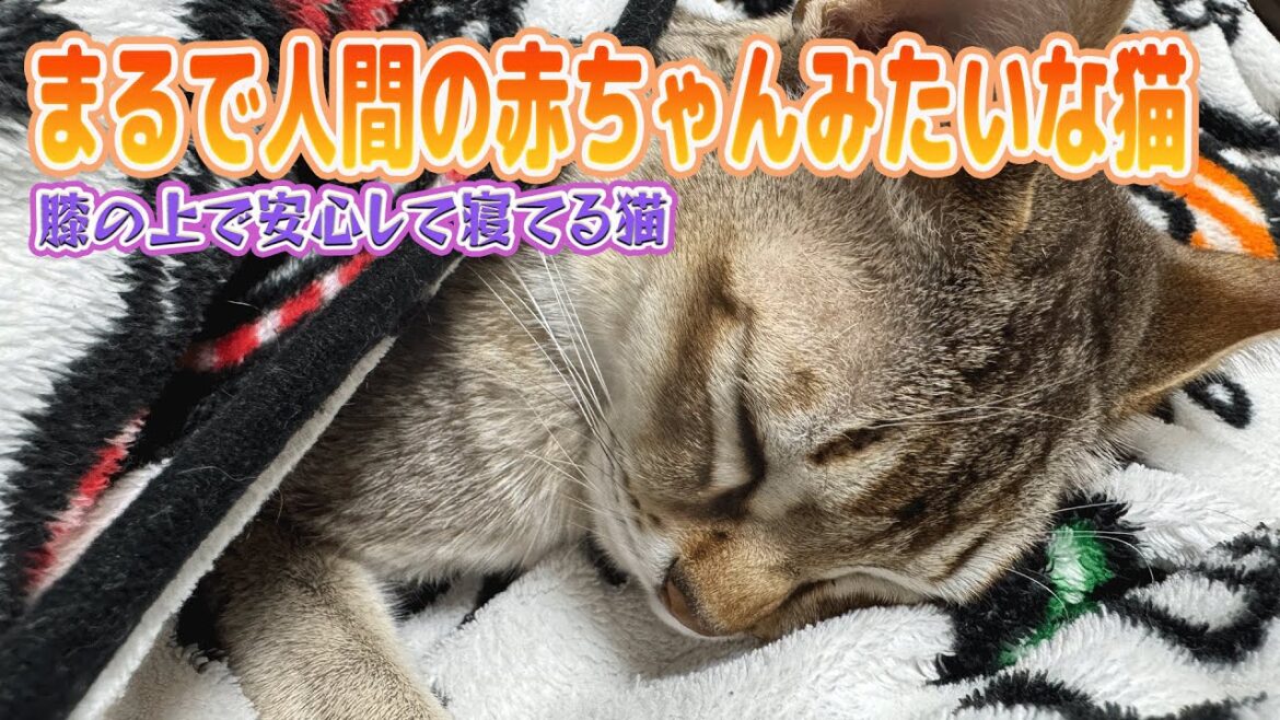 【シンガプーラ】まるで人間の赤ちゃんみたいな猫がこちらです！膝の上でぐっすり🩷