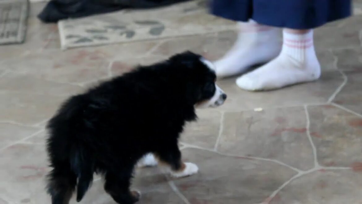 Miniature Australian Shepherd Puppies for Sale