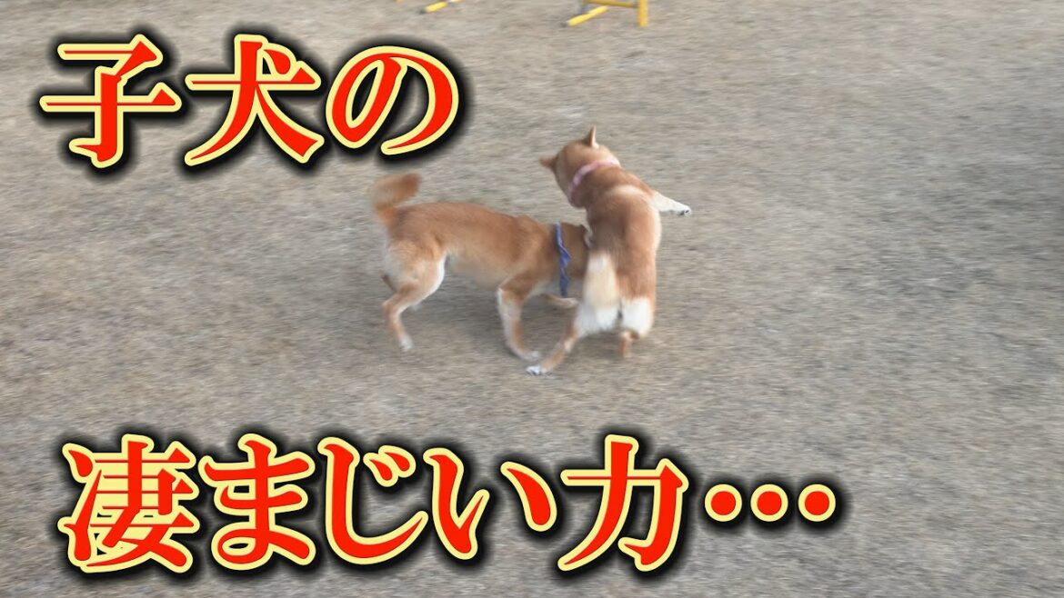 子犬が本気を出した時、姉柴犬は手も足も出せない状態になりました・・・