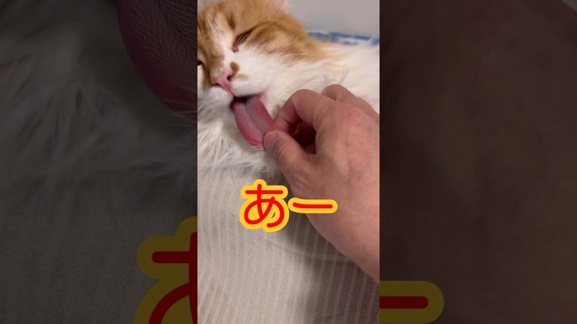 手伝います　#ノルウェージャンフォレストキャット