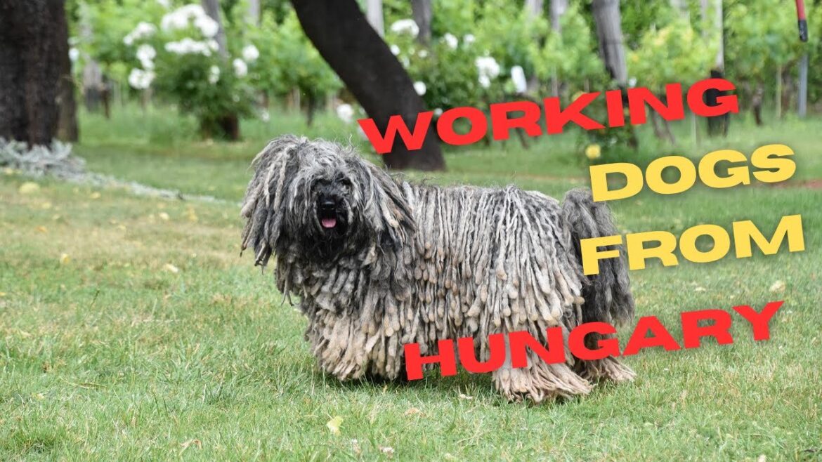 Working dogs from Hungary