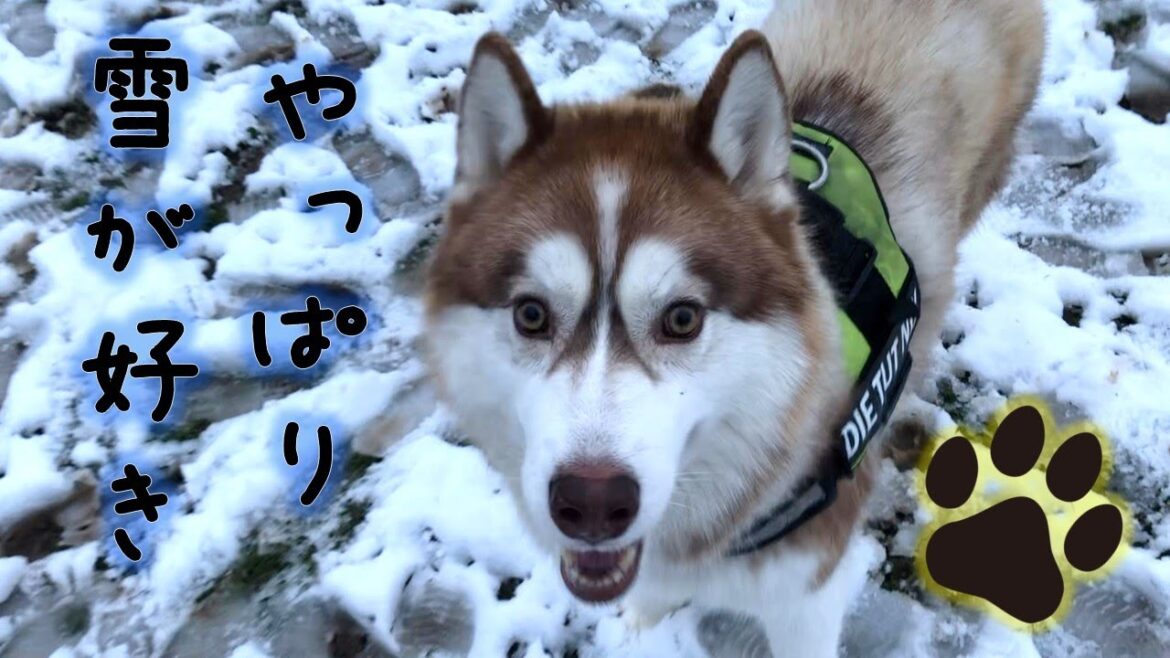 【74】雪だ！遊ぶっきゃない！！！