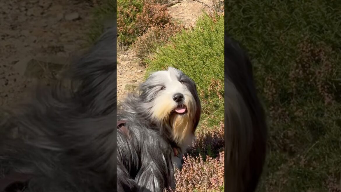 A windy day! #beardedcollie #doglover #cutedog #windyday #happydoglife #shorts