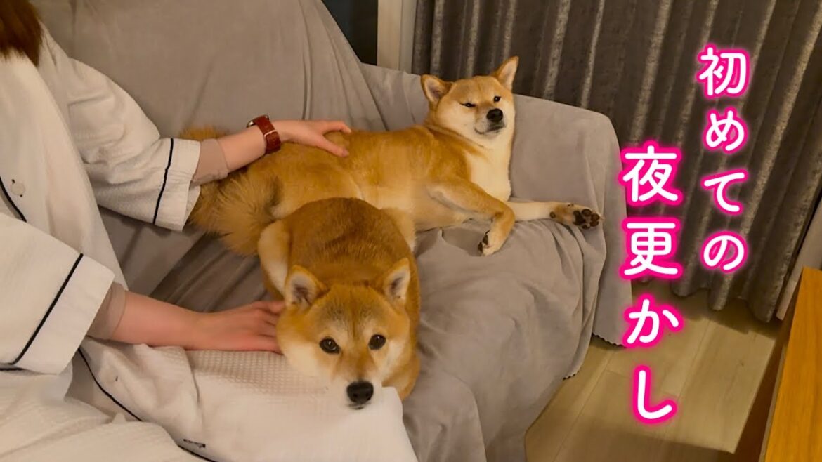 初めての箱根旅行でママと夜中まで映画を観て夜更かしする柴犬が可愛い