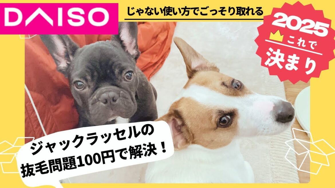 愛犬の抜け毛対策!ダイソーのシャンプーブラシが神アイテム! #あしゅらごん 愛犬の抜け毛対策!ダイソーのシャンプーブラシが神アイテム! #あしゅらごん