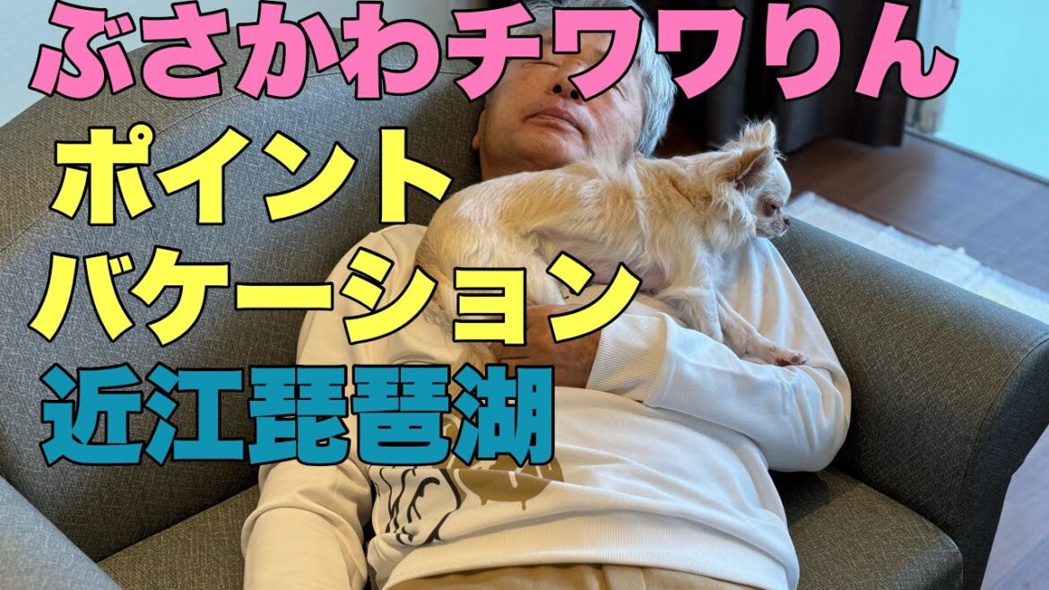 ぶさかわチワワりん。ポイントバケーション近江琵琶湖にて