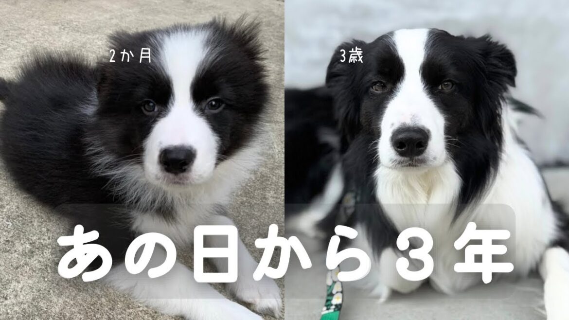 【お迎えから３年】ボーダーコリーの３年間の成長を振り返ってみた！