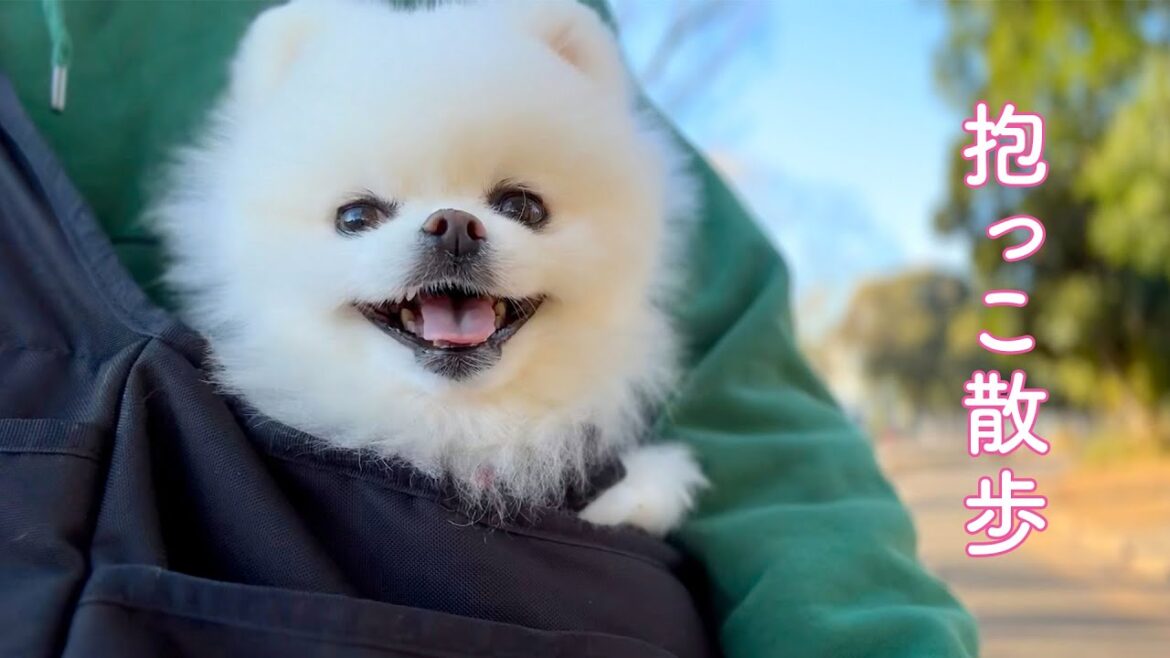 抱っこ散歩が楽しくて笑顔になるポメラニアン 抱っこ散歩が楽しくて笑顔になるポメラニアン