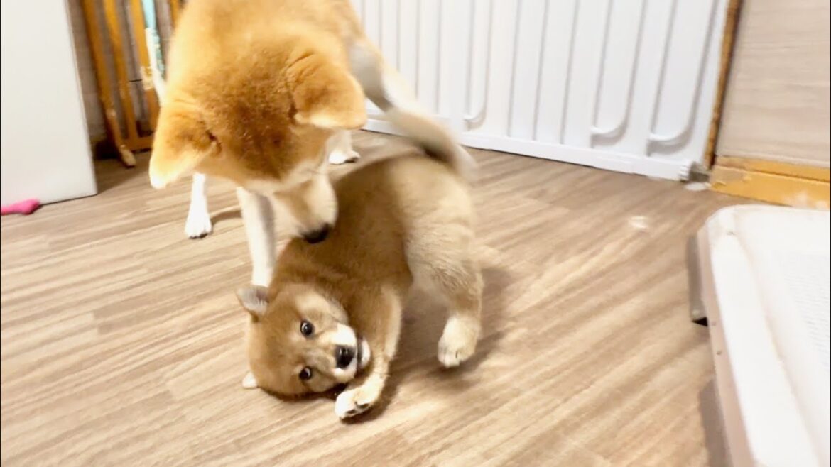 【柴犬 子犬】母犬のご指導に負けじと反抗しまくる生後47日目の子犬