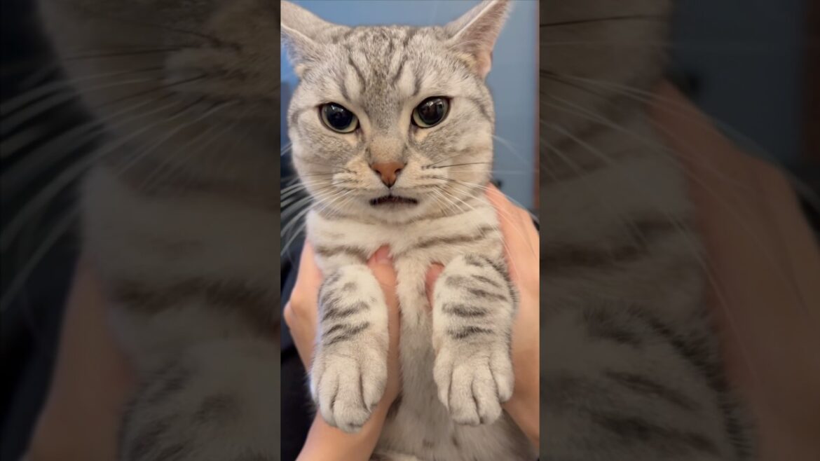 寝起きのイカ耳猫が可愛すぎて悶絶www #shorts #猫 #cat