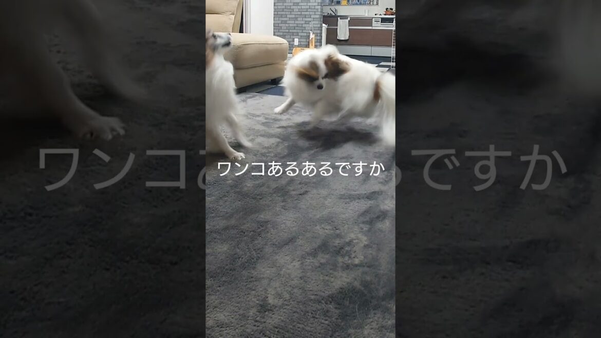 踊る犬がかわいい💛 #犬と遊ぶ  #パピヨン #犬のいる生活