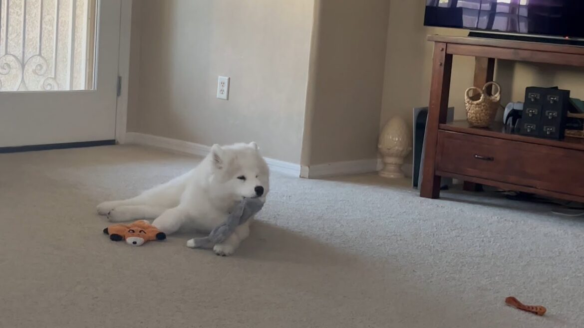 Samoyed Puppy Squeeks His Toys & Howls #samoyed