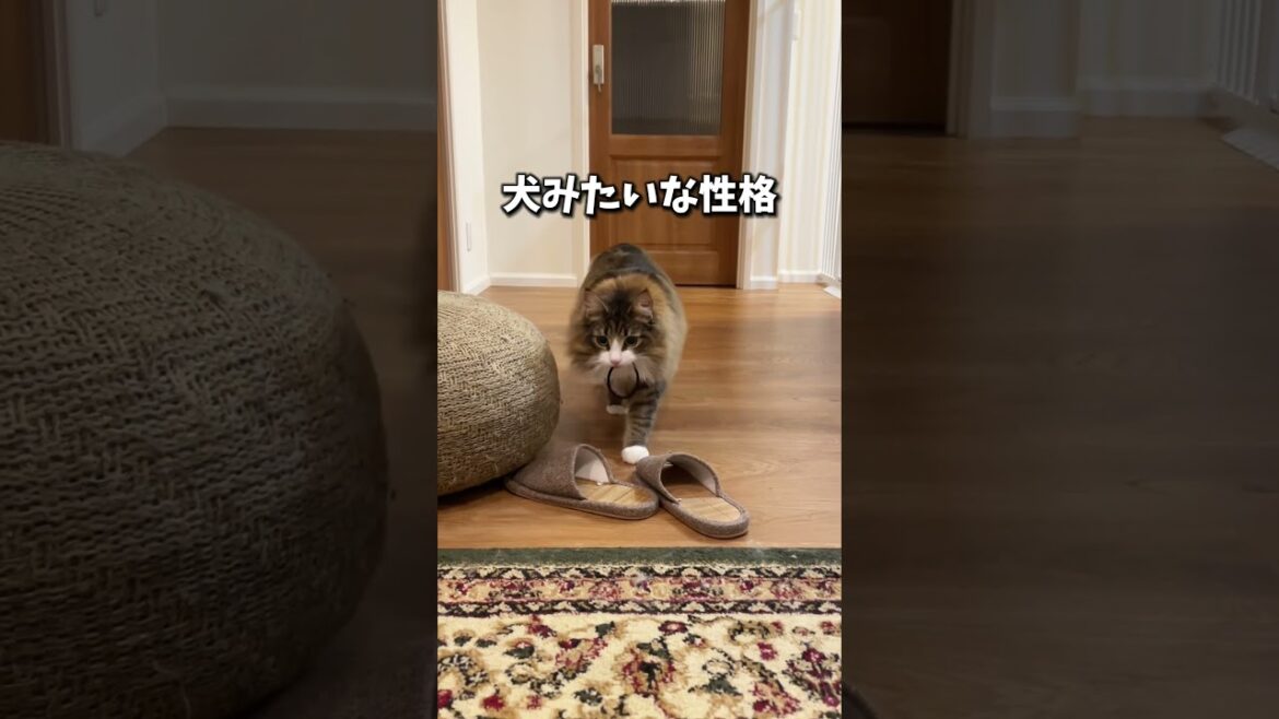 甘えん坊＆犬系猫!? ノルウェージャンの魅力　 #cat #ねこ #猫 #ノルウェージャンフォレストキャット #北欧猫