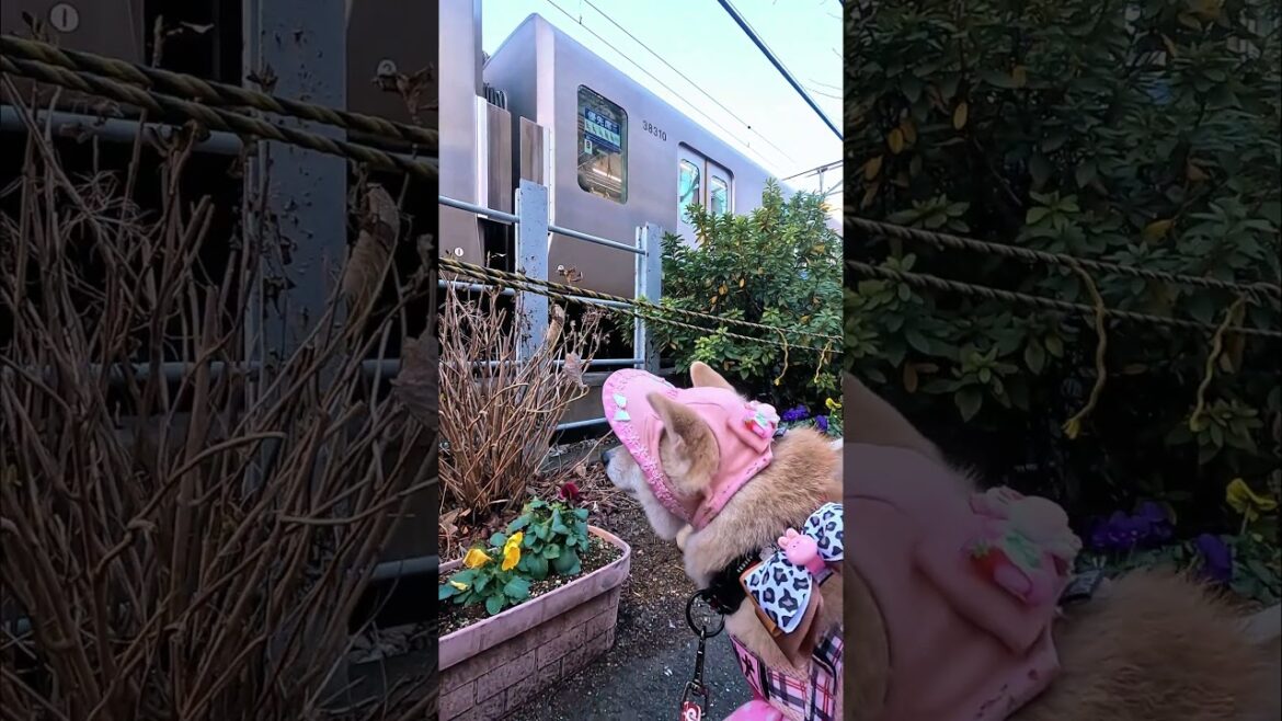 停まってる電車を眺める【介助犬と桃にゃん】 #柴犬介助犬 #介助犬るな #介助犬と桃にゃん #介助犬 #dog #doglover #cutedog #柴犬