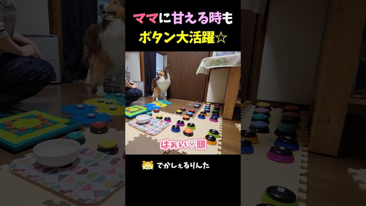 ママに甘える時もボタン大活躍☆【会話ボタンでしゃべる犬】 #shorts #dog