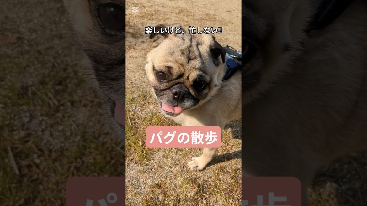 出た、パグ走り！犬の散歩は、楽しくて忙しない。#shorts #パグ #pug #散歩 #癒し #犬のいる暮らし