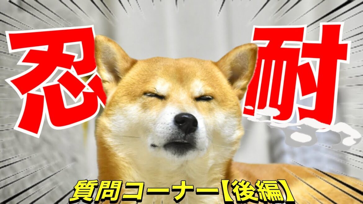 ムキ顔する柴犬が2025年に我慢してみた事【質問コーナー後編】