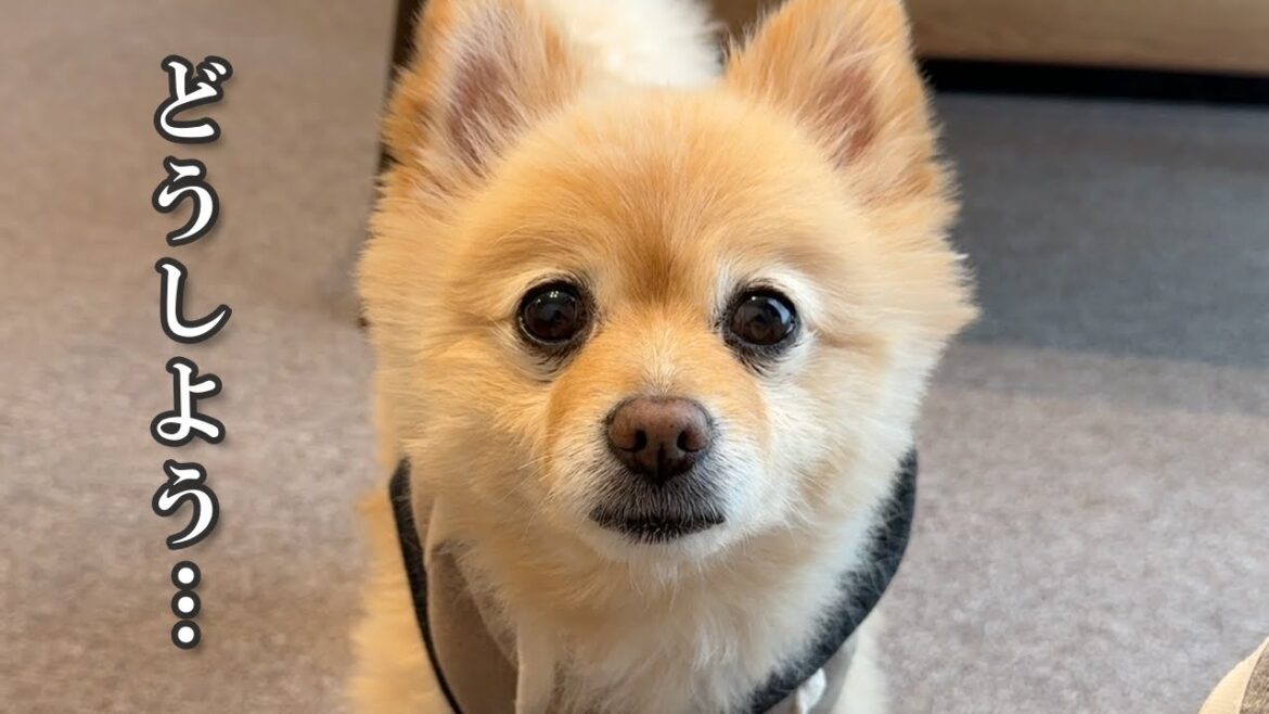 愛犬のことで悩んでいることがあります… 愛犬のことで悩んでいることがあります…