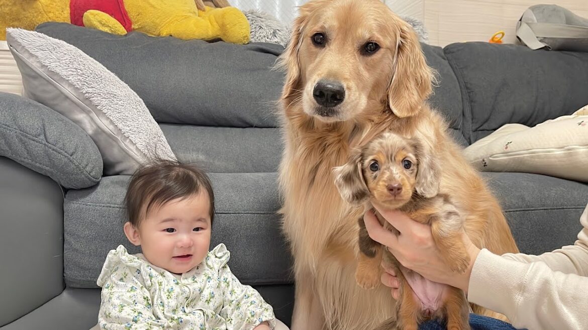 我が家に急に赤ちゃんが増えて困惑するゴールデンレトリバー