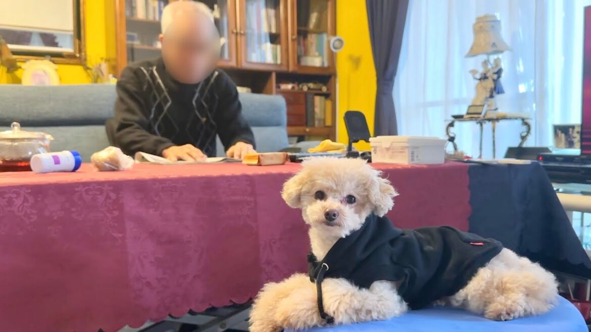 【2025】家族みんなに愛されるトイプードルと独男のお正月 【2025】家族みんなに愛されるトイプードルと独男のお正月