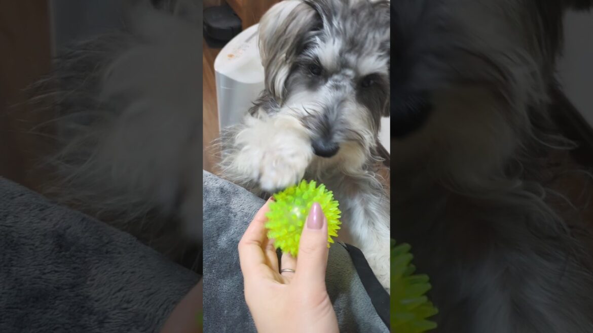 渡した瞬間返して欲しくなっちゃういぬ #miniatureschnauzer #schnauzer #dog #ミニチュアシュナウザー #シュナウザー #犬のいる生活