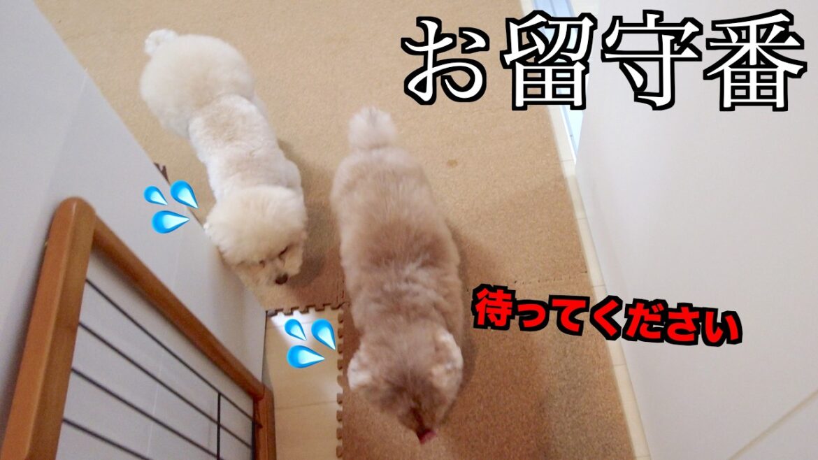 新居で初めて2人だけのお留守番を見たら愛犬の様子に早く帰りたくなりました【トイプードル】 新居で初めて2人だけのお留守番を見たら愛犬の様子に早く帰りたくなりました【トイプードル】