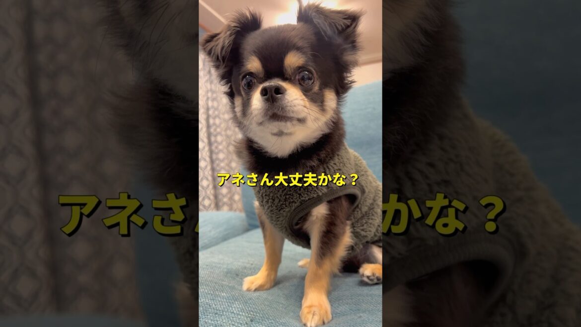 見守るチビ🐶#柴犬 #チワワ #shorts