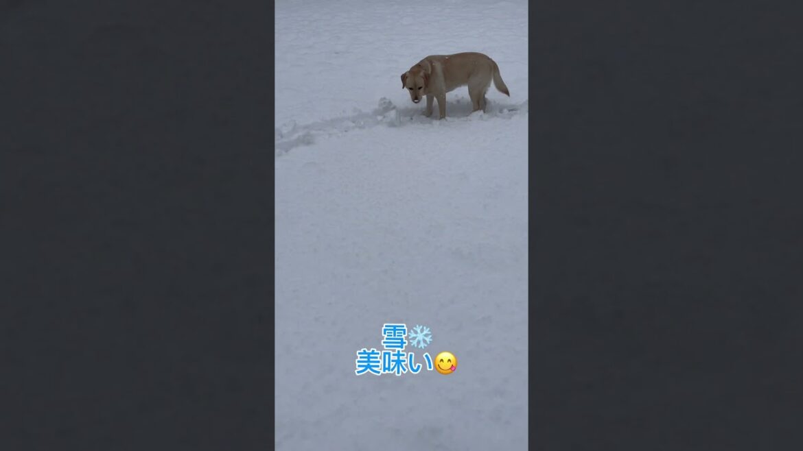 アルちゃんお散歩食べ歩き❗️#ラブラドールレトリバー #labradorretriever