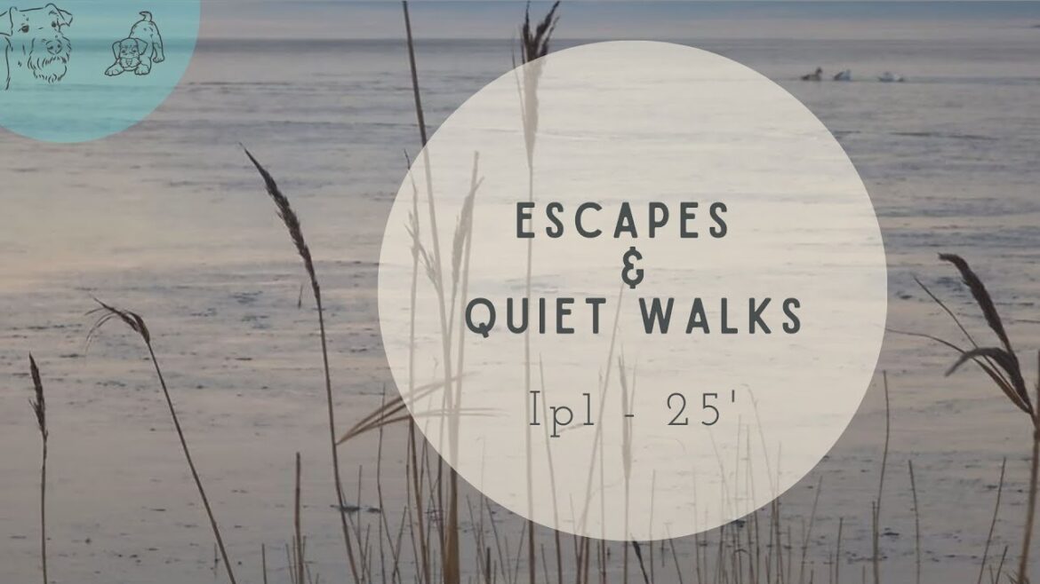 Escaping the Chaos: Quiet Walks with our Airedale Terriers were a must this crazy week Escaping the Chaos: Quiet Walks with our Airedale Terriers were a must this crazy week