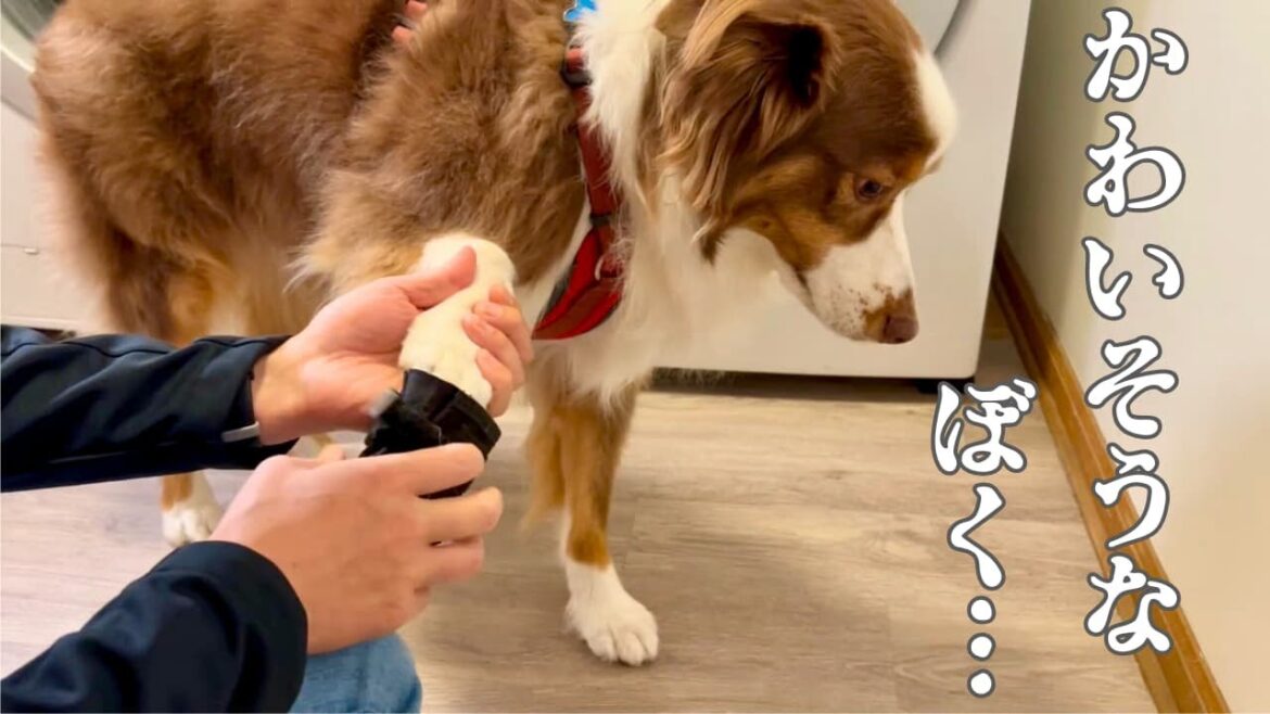 クツを履くのがイヤすぎて感情が顔に出まくる犬｜アメリカ北部が寒すぎる｜オーストラリアンシェパード